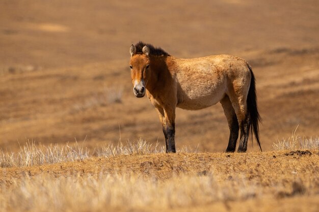 Przewalskis Horse portrait in the magical soft light during winter time in Mongolia 