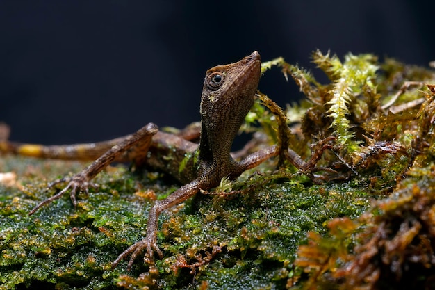 Pseudocalotes sp lizard closeup head Head of kalimantan lizard on black background animal closeup