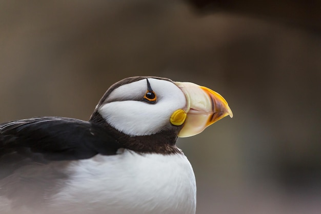 Puffin