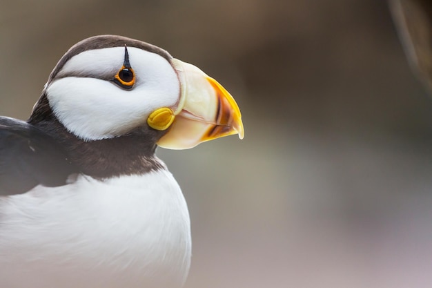 Free Photo puffin