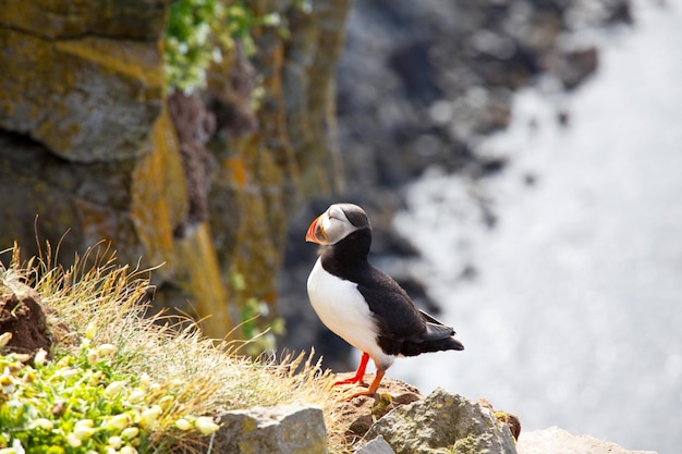 Free Photo puffin