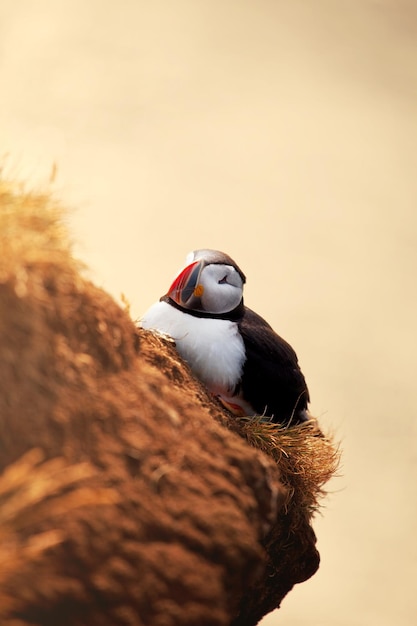 Puffin