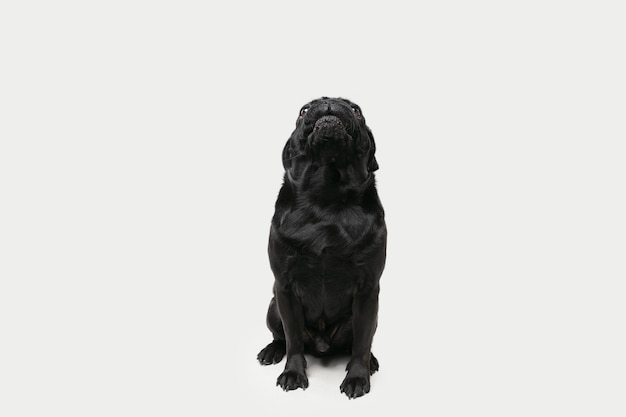 Free photo pug-dog companion is posing. cute playful black doggy or pet playing isolated on white studio wall. concept of motion, action, movement, pets love. looks happy, delighted, funny.