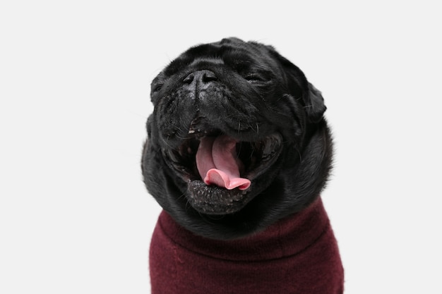 Free photo pug-dog companion is posing. cute playful black doggy or pet wearing sweater playing isolated on white studio background