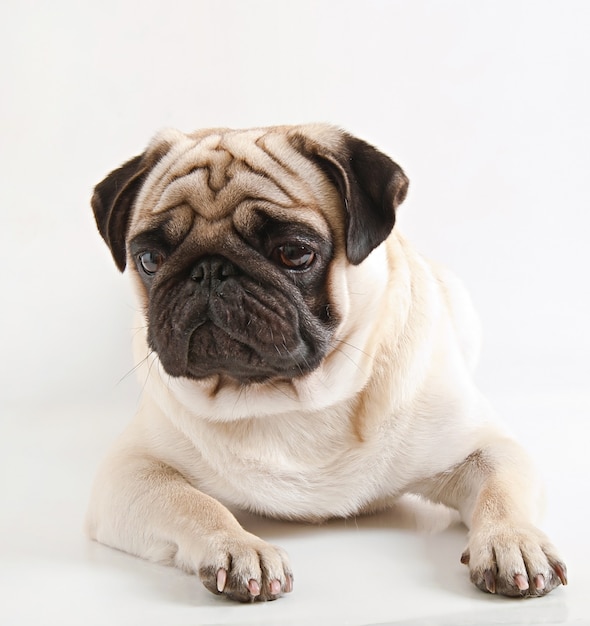 Free photo pug dog isolated on a white background