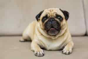 Free photo the pug is resting on the natural parquet, tired mops dog lies on the floor, top view