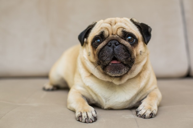 The pug is resting on the natural parquet, tired mops dog lies on the floor, top view