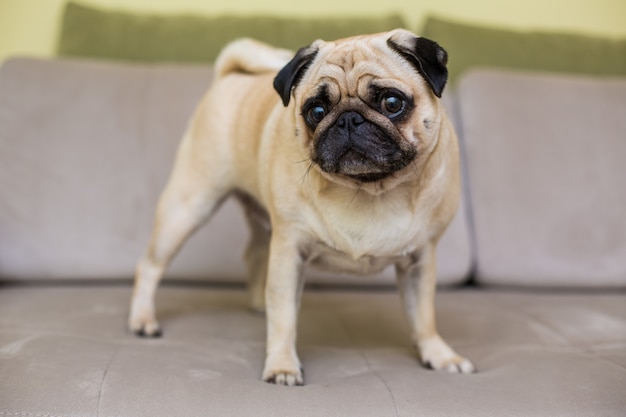 Free Photo the pug is resting on the natural parquet, tired mops dog lies on the floor, top view