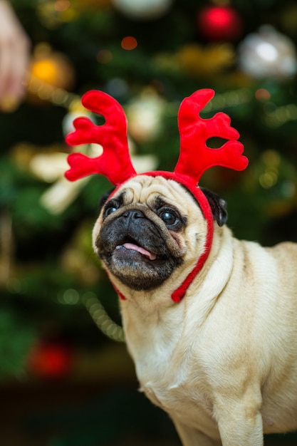 Pug with red deer antlers. Happy dog. Christmas pug dog. Christmas mood. A dog in the apartment.