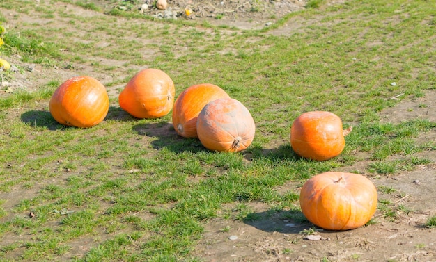 Pumpkins next to each other on the grass