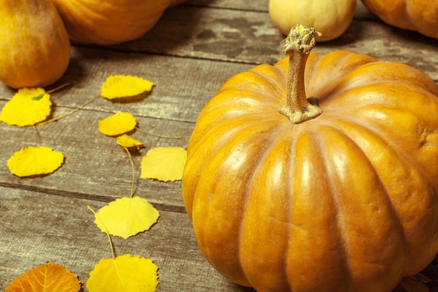 Pumpkins on wooden board