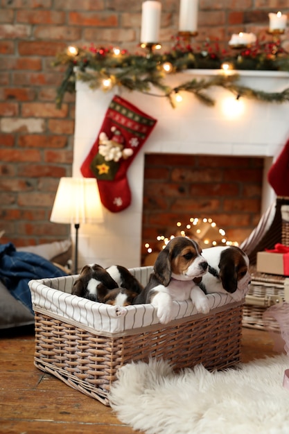 Free Photo puppies in a basket