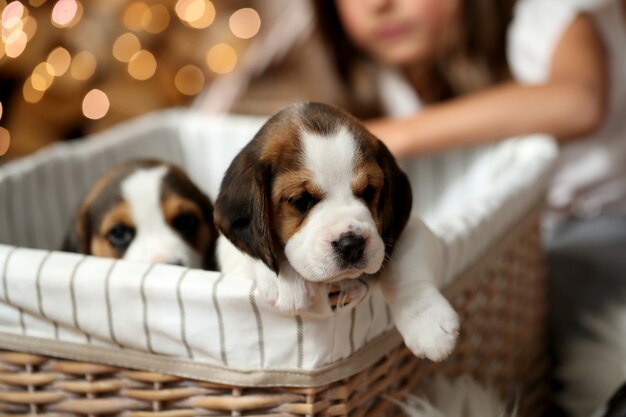 Puppies in a basket