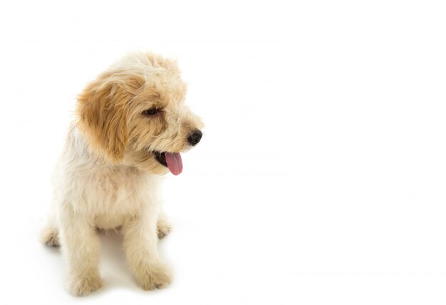 Puppy dog isolated on  white background