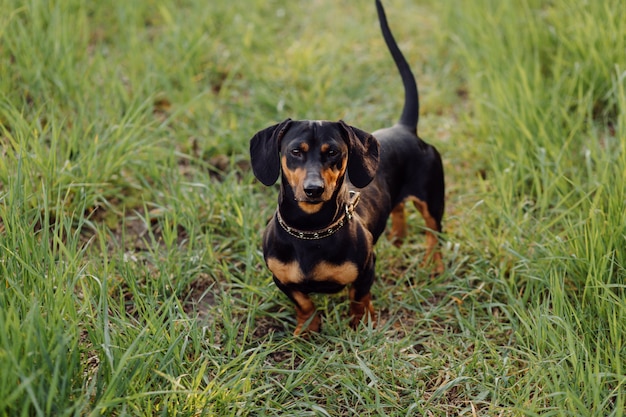 puppy on the grass