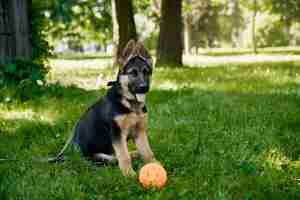 Free photo puppy playing with ball at summer park