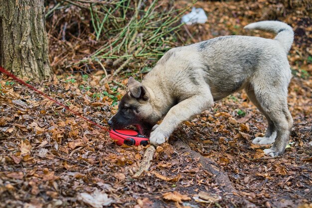 Puppy plays with a leash in the autumn park. Funny American Akita puppy during a walk