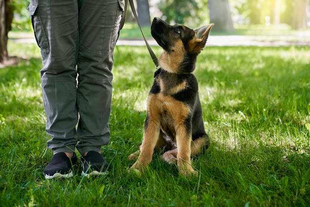 Free photo puppy sitting near owner legs at summer park