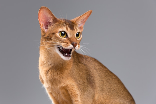 Free photo purebred abyssinian young cat portrait