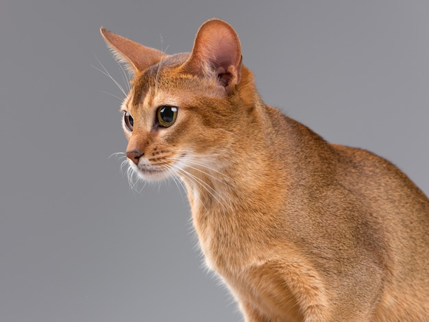 Free photo purebred abyssinian young cat portrait