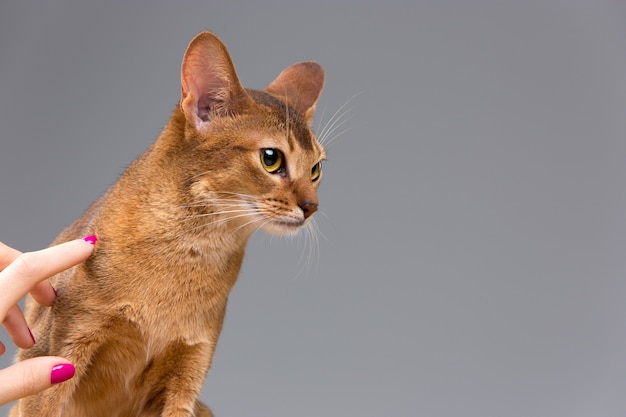 Free photo purebred abyssinian young cat portrait