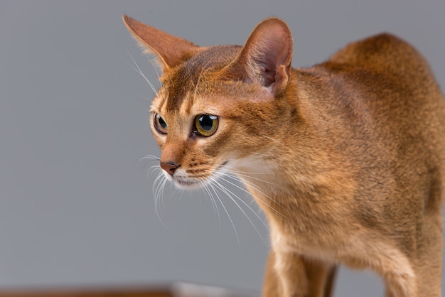 Free photo purebred abyssinian young cat portrait