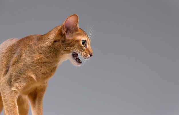 Free photo purebred abyssinian young cat portrait