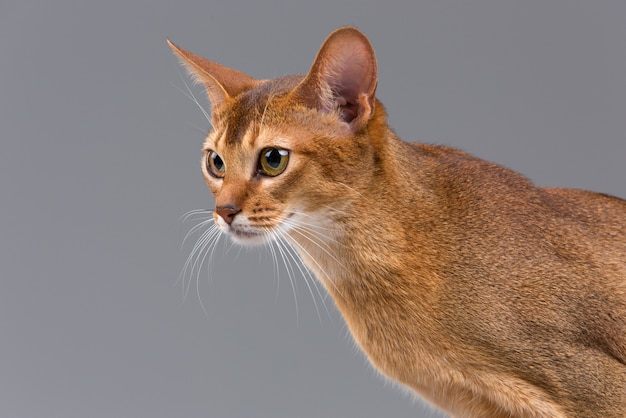 Free photo purebred abyssinian young cat portrait