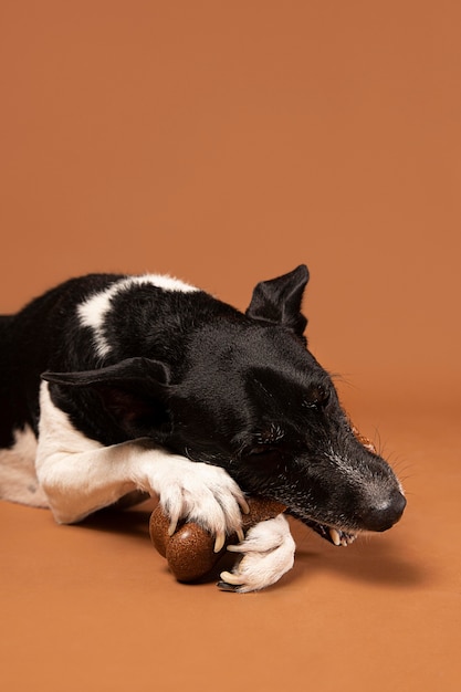 Free photo purebred dog being adorable in a studio