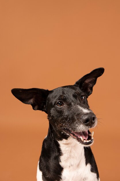 Purebred dog being adorable in a studio