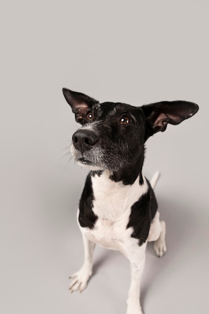 Free Photo purebred dog being cute in a studio