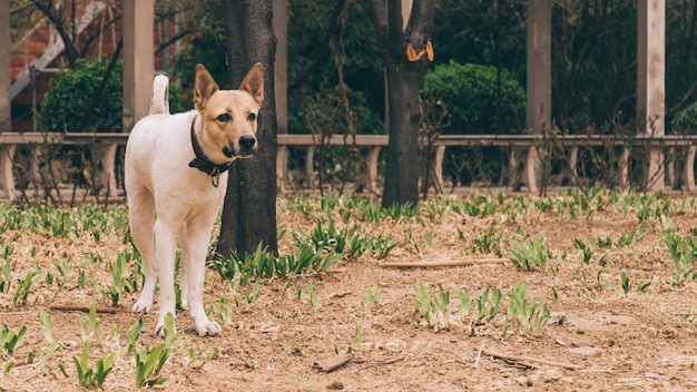 Purebred dog in collar on walk