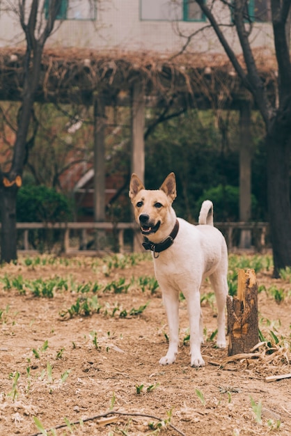 Free photo purebred dog on walk