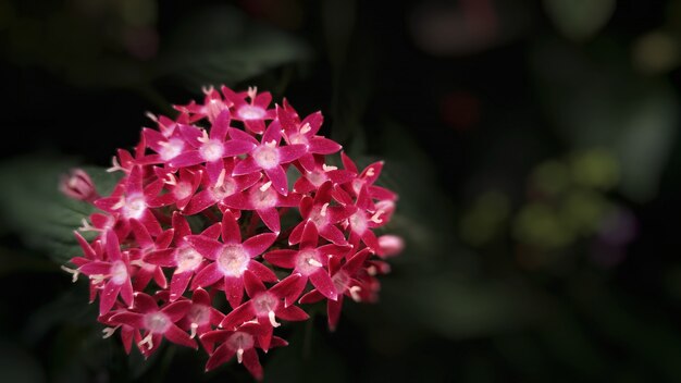 Free Photo purple apocynaceae type flowers