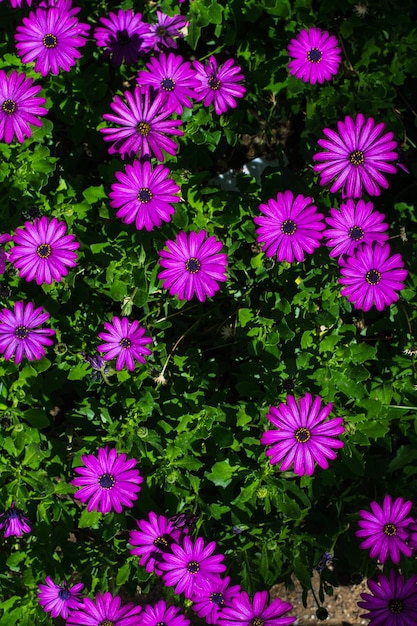 Purple blooming flowers