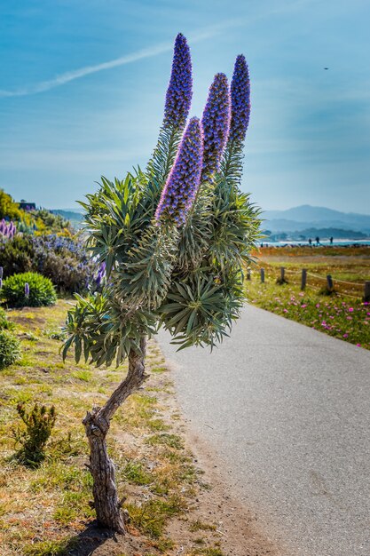 Purple blooming Pride of Madeira plant on the pacific coast in California