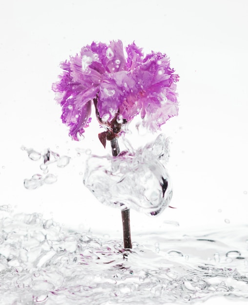 Free photo purple carnation falling into water