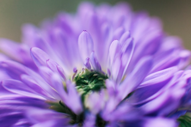 Purple flower blooming outdoors