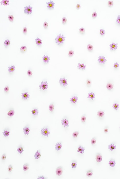 Free photo purple flower pattern on white backdrop