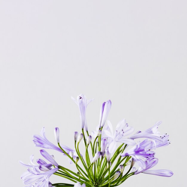 Purple flower with copy space