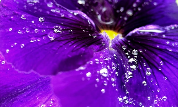 A purple flower with water drops on it