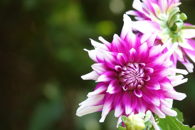 Purple flower with white tips