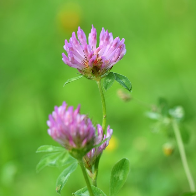 Free photo purple flower