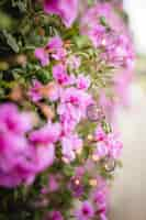 Free photo purple flowering plant