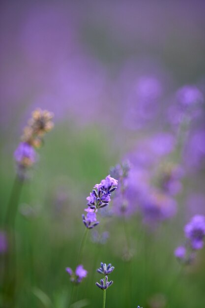 Purple flowers in blooming lavender field