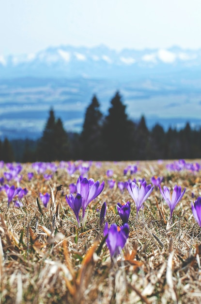 Free photo purple flowers in a field on montains