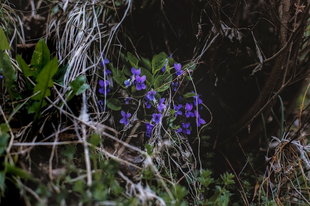 Purple Flowers Near Leaves