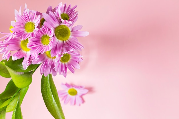 Free photo purple flowers on pink background