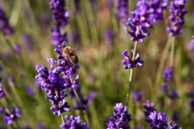 Purple flowers surrounded by grass during daytime