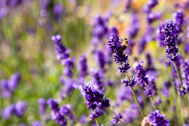 Purple flowers surrounded by grass during daytime